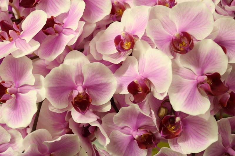 Sweetheart Florist 2