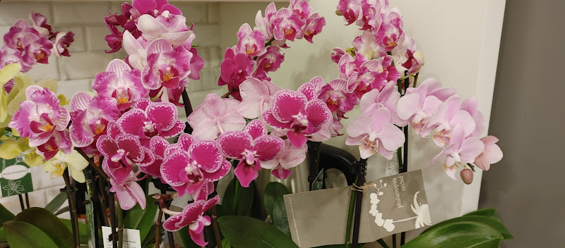 Monica's Florist 2