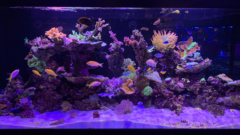 Aquatic Collection 2