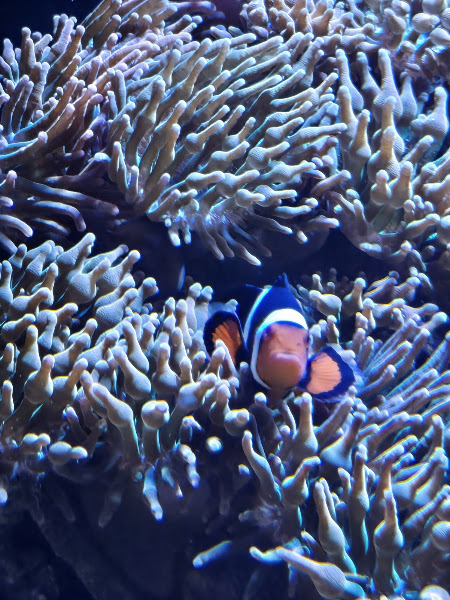 Aquatic Collection 4