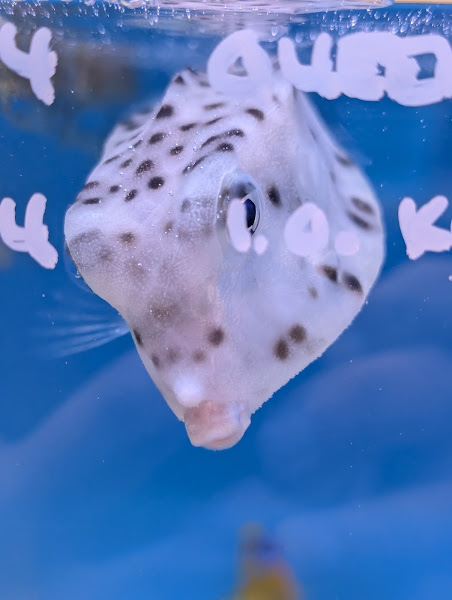 Aquatic Collection 5