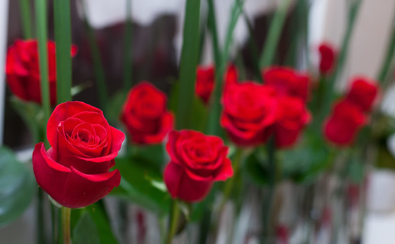 Tender Rose Dementia Care Specialists