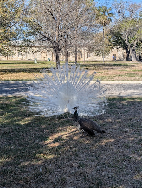 Fort Sam Houston, Walters Street Visitor Center 4