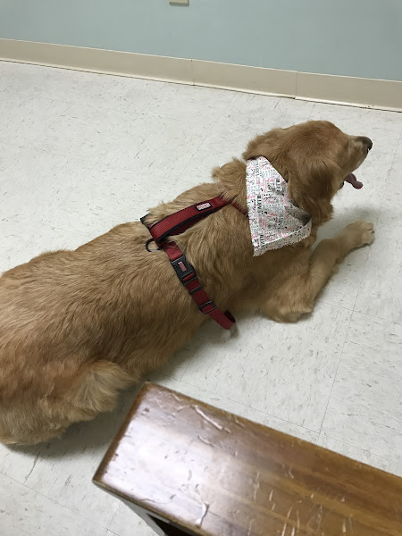 VCA Kelliwood Animal Hospital 3