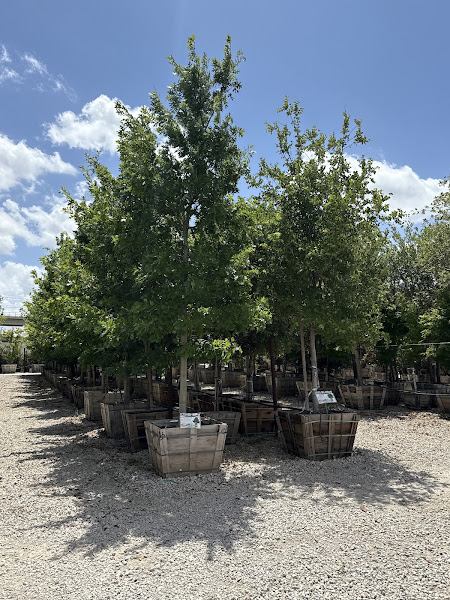 Moon Valley Nurseries 5