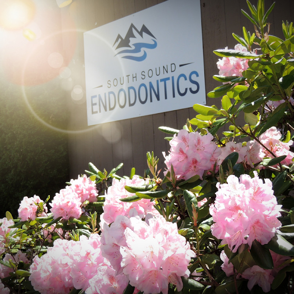 South Sound Endodontics 2