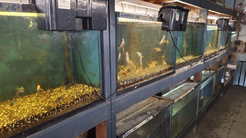 Asia Gift & Aquarium 4