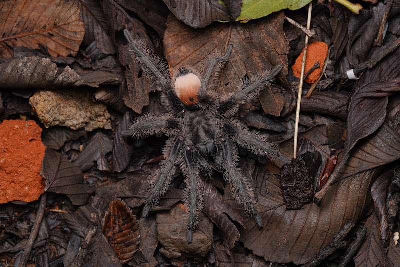 Spider Shoppe Exotic Pets & Supplies 3