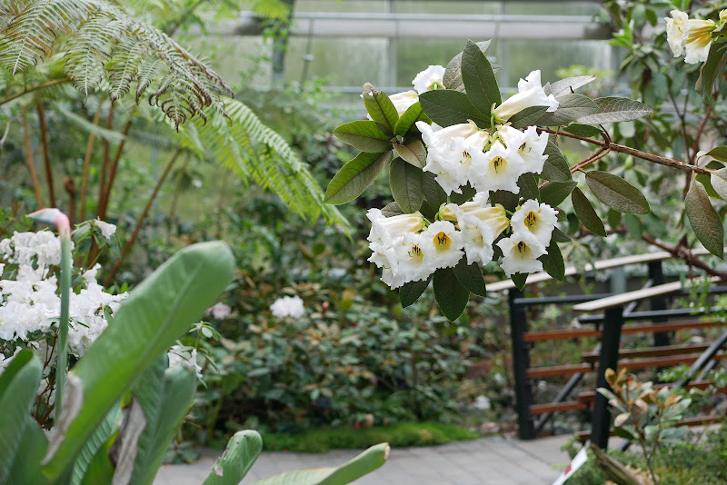 Rhododendron Species Botanical Garden 2