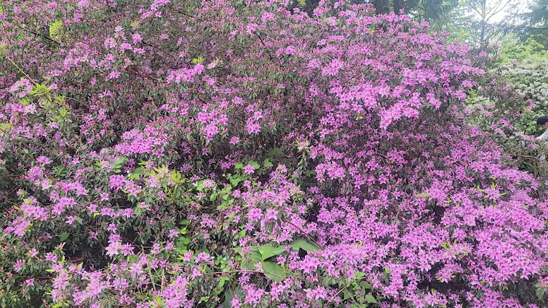 Rhododendron Species Botanical Garden 3