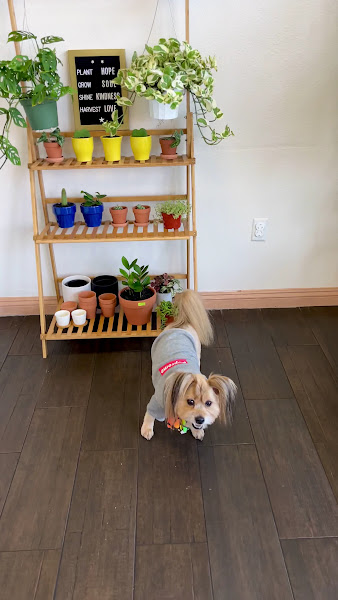 Boba Haus Cafe 2