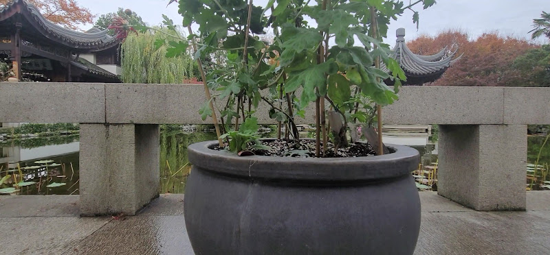 Lan Su Chinese Garden 3