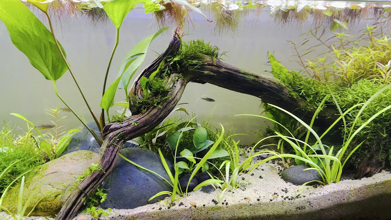 The Wet Spot Tropical Fish 3