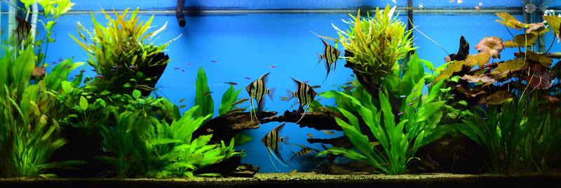 The Wet Spot Tropical Fish 4