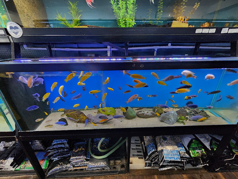 The Wet Spot Tropical Fish 5