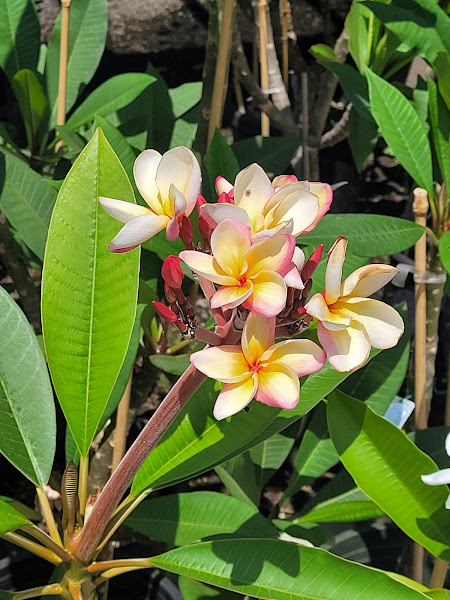 Upland Nursery 2